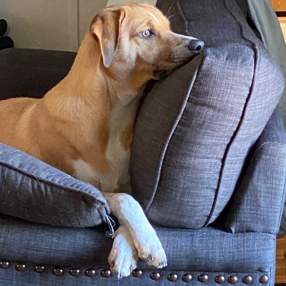 Meet your Posher, JCinNH